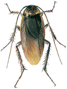 American cockroach