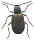 Australian pider beetle