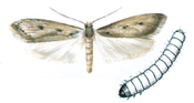 Brown house moth and larva