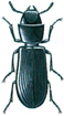 Cadelle beetle