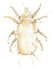 Cheese mite