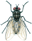 Common house fly