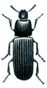 Dark flour beetle