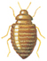 Female odd beetle