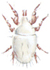 Flour mite