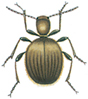 Golden spider beetle