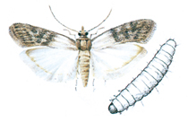 Indian meal moth and larva