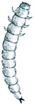 Larva from beetle