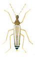 Male odd beetle