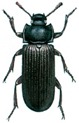 Mealworm beetle