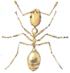 Pharaoh ant