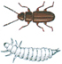 Rust-red grain beetle and larva