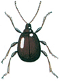 Smooth spider beetle