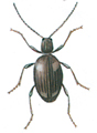 Whitemarked spider beetle