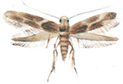 Wine moth