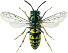 German wasp
