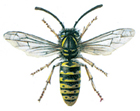 Regular hornet - Wasp