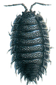 Blue woodlouse