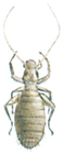 Booklouse without wings