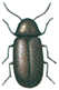 Drugstore beetle