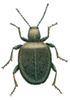 Spider beetle, Sphaericus gibbioides