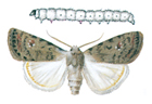 Caredrina clavipalpis