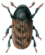 Ash bark beetle