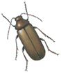 Bark borer beetle - Ernobius mollis