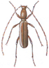 Basket beetle