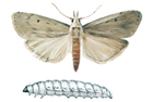 Bee moth and larva - Aphomia sociella
