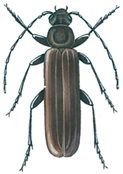 Criocephalus rusticus
