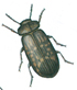 Death watch beetle