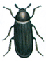 Dermestid beetle