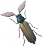 Fan-bearing wood borer beetle