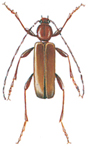 Female phymatodes testaceus