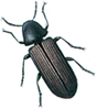 Furniture beetle