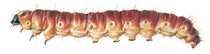 Goat moth larva