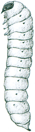 Great horntail wasp larva