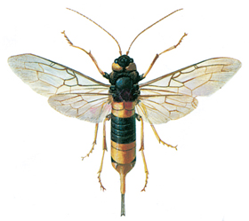 Greater horntail wasp