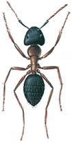 Hercules ant