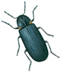 House borer
