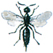 Ichneumon wasp