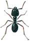 Jet-black ant