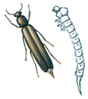 Large timberworm beetle and larva