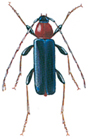 Male tan bark borer - Phymatodes testaceus