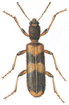 Opilo