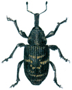 Pine weevil