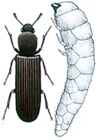 Powder post beetle and larva