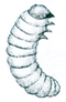 Spider beetle larva