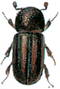 Striped ambrosia beetle